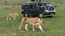 6 Days Unforgettable Safari in Masai Mara, Nakuru, and Amboseli, Kenya 