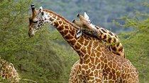 4 Days Masai Mara/Lake Nakuru budget safari