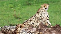 4 Days Lake Manyara/Serengeti/ngorongoro Budget Safari