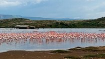 Day excursion lake Nakuru National Park.