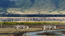 Ngorongoro Day Trip