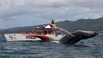 Whale watch tour from Santo Domingo with Bacardi Island and lunch included