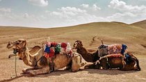 3 days luxury Desert tour & Camel trek, where night full of stars