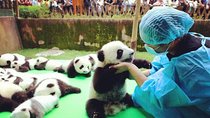 Private Half-Day Tour Chengdu Panda Breeding Center