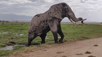 Amboseli Day Trip!!