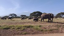 Amboseli Overnight Trip
