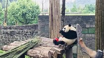 Chengdu Expert Trip of Panda Base and Giant Buddha in One Day