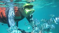 Amazing Blue Lagoon Snorkeling with Private Hotel Transfer 