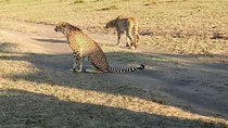 7 Days in Masai Mara- Lake Nakuru- Lake Naivasha- Amboseli National Park