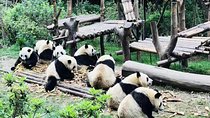 Private Customizable Chengdu Full Day Panda Tour