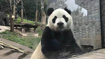 All Inclusive Customizable Chengdu Full Day Panda Tour