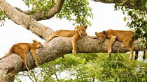 3 days Big five Game Viewing in Queen Elizabeth National Park