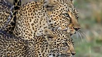 Leopard Safari in 4x4 Vehicle in Jhalana Park Including Transfers