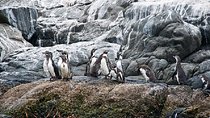 Penguins Watching-Navigation & HorseRide&Barbecue From VALPARAISO