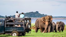 Minneriya National Park Half Day Jeep Safari