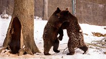 Bears Sanctuary & Dracula Castle - Tickets Included