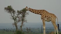 Twelve days Amazing Tour in Uganda