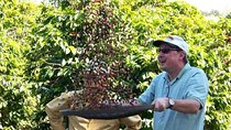 São Paulo Coffee Tour: Farm, Culture & Lunch Included – 6h