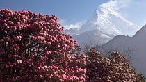 Mohare Danda Panorama Trek 8 Days