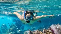 Koh Tao and Koh Nangyuan Snorkeling Tour by Speedboat from Ko Samui