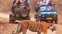 Delhi Agra Jaipur Ranthambore Tigers 5 Days Tour From Delhi 