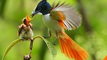 Bird Watching Tour Sri Lanka - 10 Days