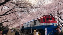 Jinhae Cherry Blossom + Busan Sunrise from Seoul