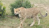 6 Days in Masai Mara- lake Nakuru- Amboseli National Park 