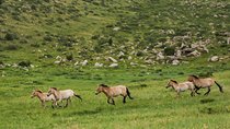 1 Day tour: Khustai National Park: Przewalski's wild horses