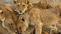6 Days Safari to Tarangire, Ngorongoro, Lake Manyara & Serengeti