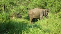 Visit Jeep Safari at Minneriya National Park From Kandy