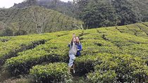 Cameron Highland Day Tour
