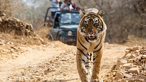  From Jaipur: Ranthambore Tiger Safari Private Day Tour