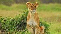 2 Days Budget Safari Masai Mara