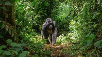 Gorilla Trekking