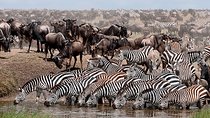 5 Days 4 Nights Nakuru, Naivasha, Masai Mara Budget Safari
