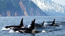 Vancouver Whale Watching Adventure with City tour