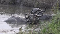 1 Day Lake Mburo Wildlife Safari