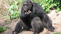 Full-Day Ol Pejeta Conservancy and Chimpanzee Sanctuary Tour from Nairobi