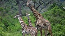 3 Days All Inclusive Zanzibar to Tarangire Ngorongoro