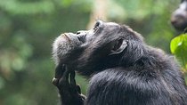 3 Days Chimpanzee tracking - Budget 