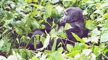 3 Days Gorilla Trekking Safari