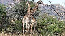 5 Day Private All Incl. Private Kruger Park Safari and Panorama