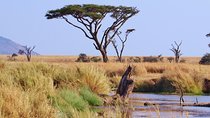 6 Days Migration Safari (Budget Camping in Ngorongoro Crater, Ndutu, Serengeti)