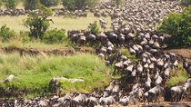 6 Days Migration Safari (Luxury Safari in Ngorongoro Crater, Ndutu, Serengeti