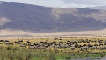 Tarangire & Ngorongoro Exclusive Safari