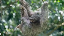 Private Tenorio Rainforest Hanging Bridges and Sloth Encounter