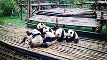  Private 2-Day Chengdu Sightseeing Tour: City Highlights, Panda, Leshan Buddha 