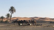 2 Days Zagoura Desert Trip from Marrakech - Camel Trek - Berber Tent