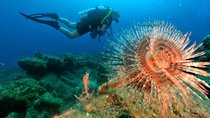 Discover Scuba Diving From Kusadasi Port / Hotels